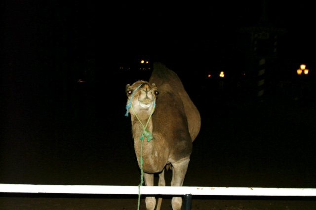 camello.jpg