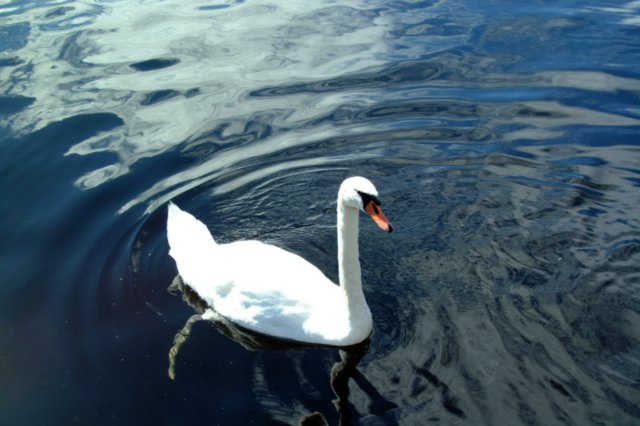 lochlomoncisne.jpg