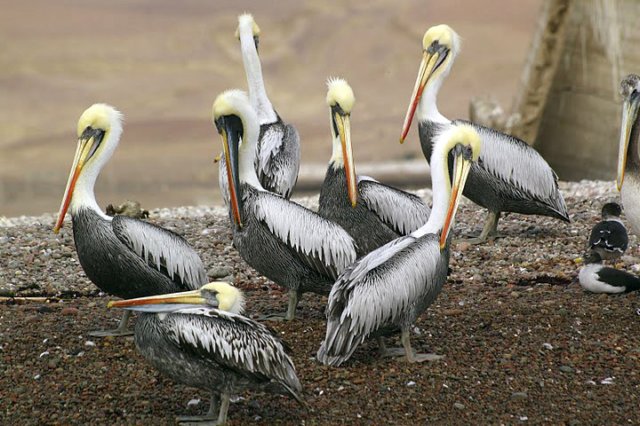 pelicanos.jpg