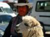 chivayautctinayalpaca_small.jpg