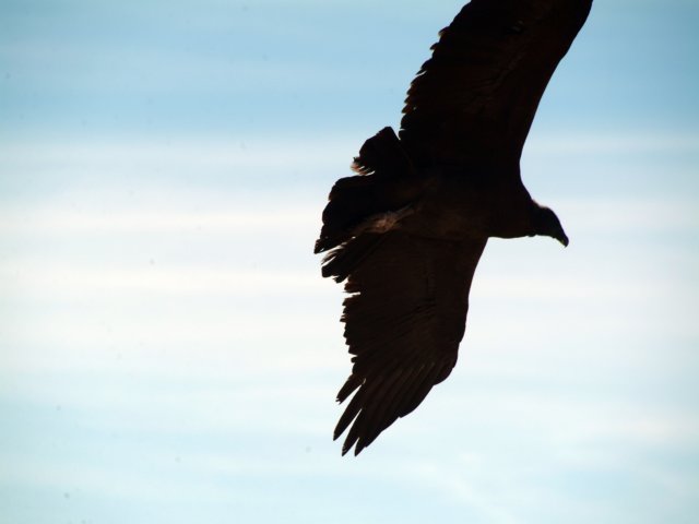 cruzdelcndorcndorenvuelo.jpg