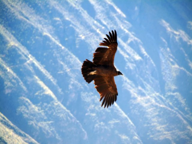 cruzdelcndorenvuelo.jpg