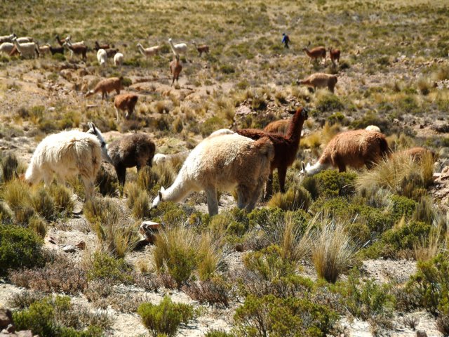 parquepampacaahuasrebaodealpacas.jpg