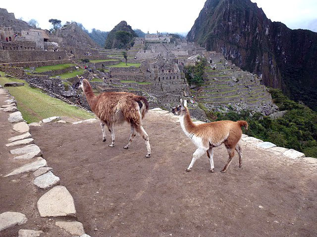 machupichullamas.jpg