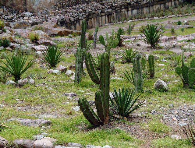 mitladiversoscacts.jpg