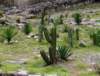 mitladiversoscacts_small.jpg