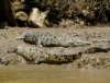caimanes_small.jpg