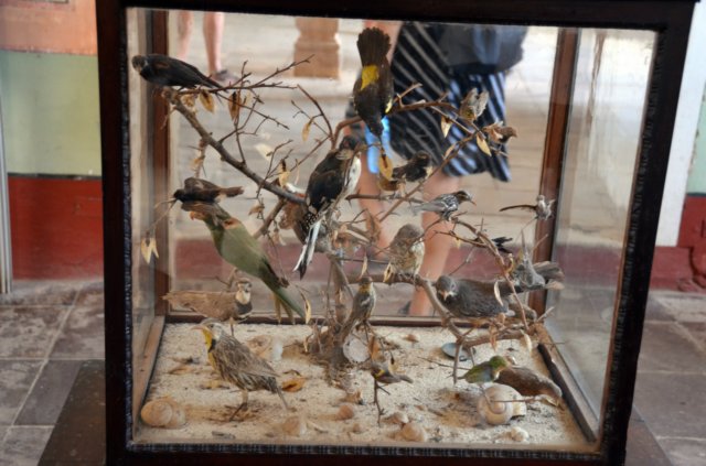 palaciocanteropajarosdisecados.jpg